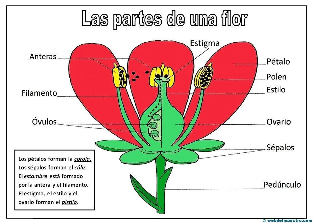 Partes de una flor - Web del maestro | Partes de la flor, Partes de la  misa, Partes de la planta