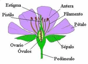 partes de la flor.jpg
