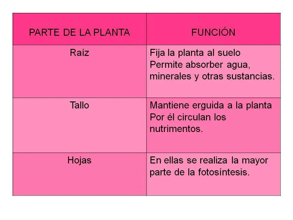 Partes y funciones de las plantas - Imagui