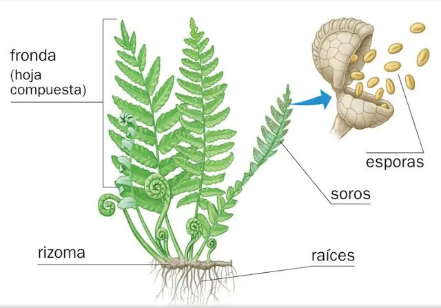 Partes de un helecho - Imagui