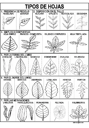 Las partes de la hoja, tipos de bordes, de limbos y como se insertan ...