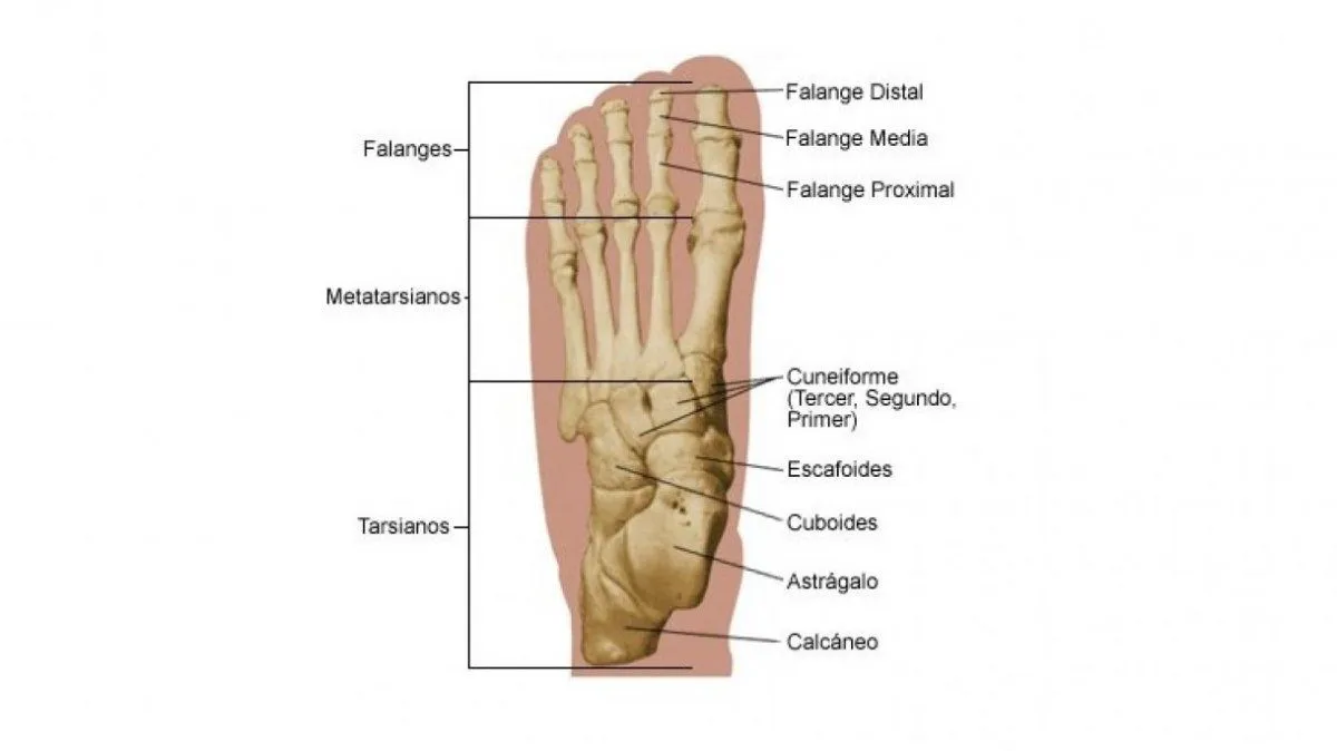 Partes y huesos del pie humano: anatomía y funciones