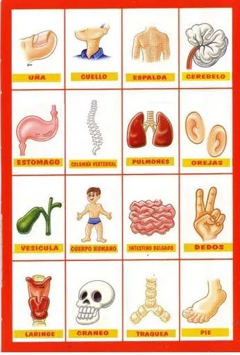 Partes internas del cuerpo humano para colorear - Imagui