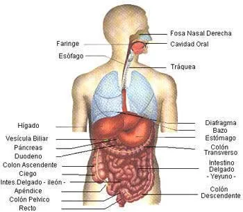 Partes internas del cuerpo humano imagenes - Imagui