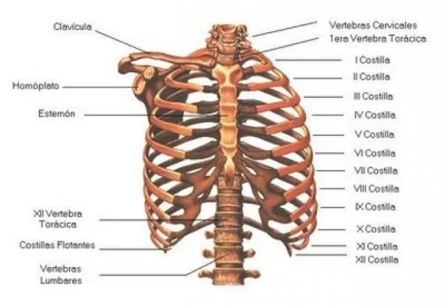 Partes inútiles del cuerpo humano ;) - Taringa!