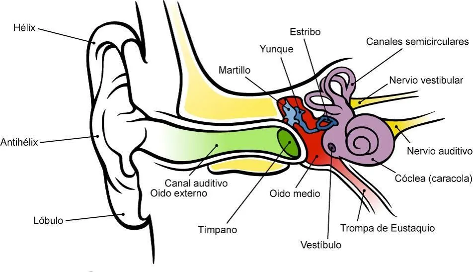 Partes del oído | Primaria Ciencias | Pinterest