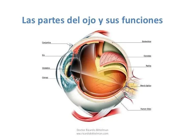 Partes del ojo