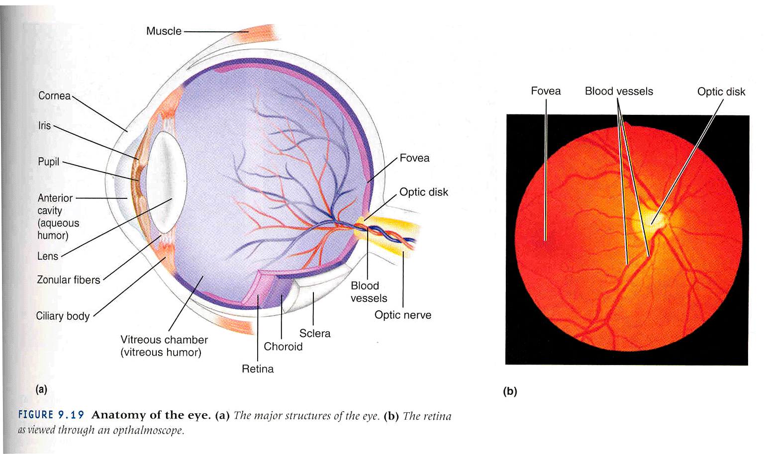 Cuales son las partes del ojo