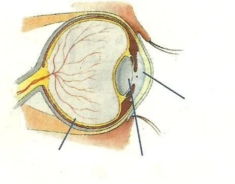 Partes del ojo para colorear - Imagui