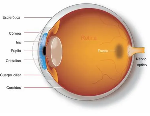 Partes Del Ojo En Ingles