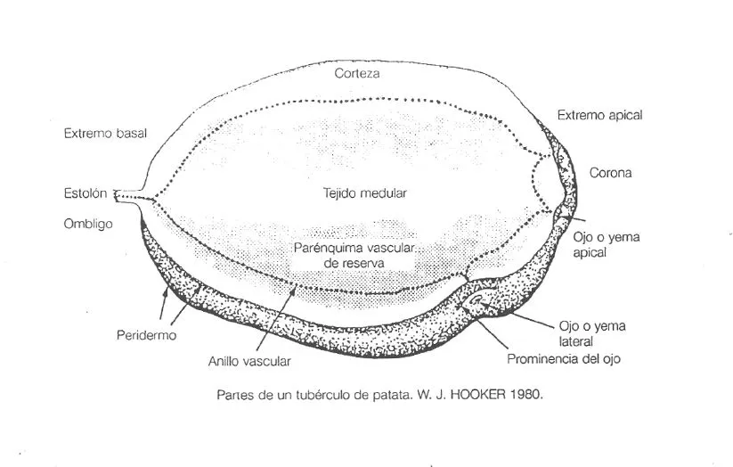 Las partes de la patata