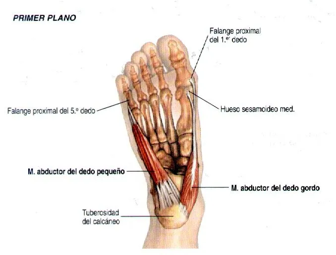 Las partes del pie - Imagui