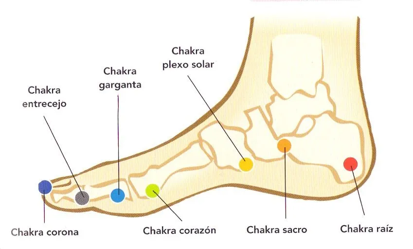 Las partes del pie - Imagui