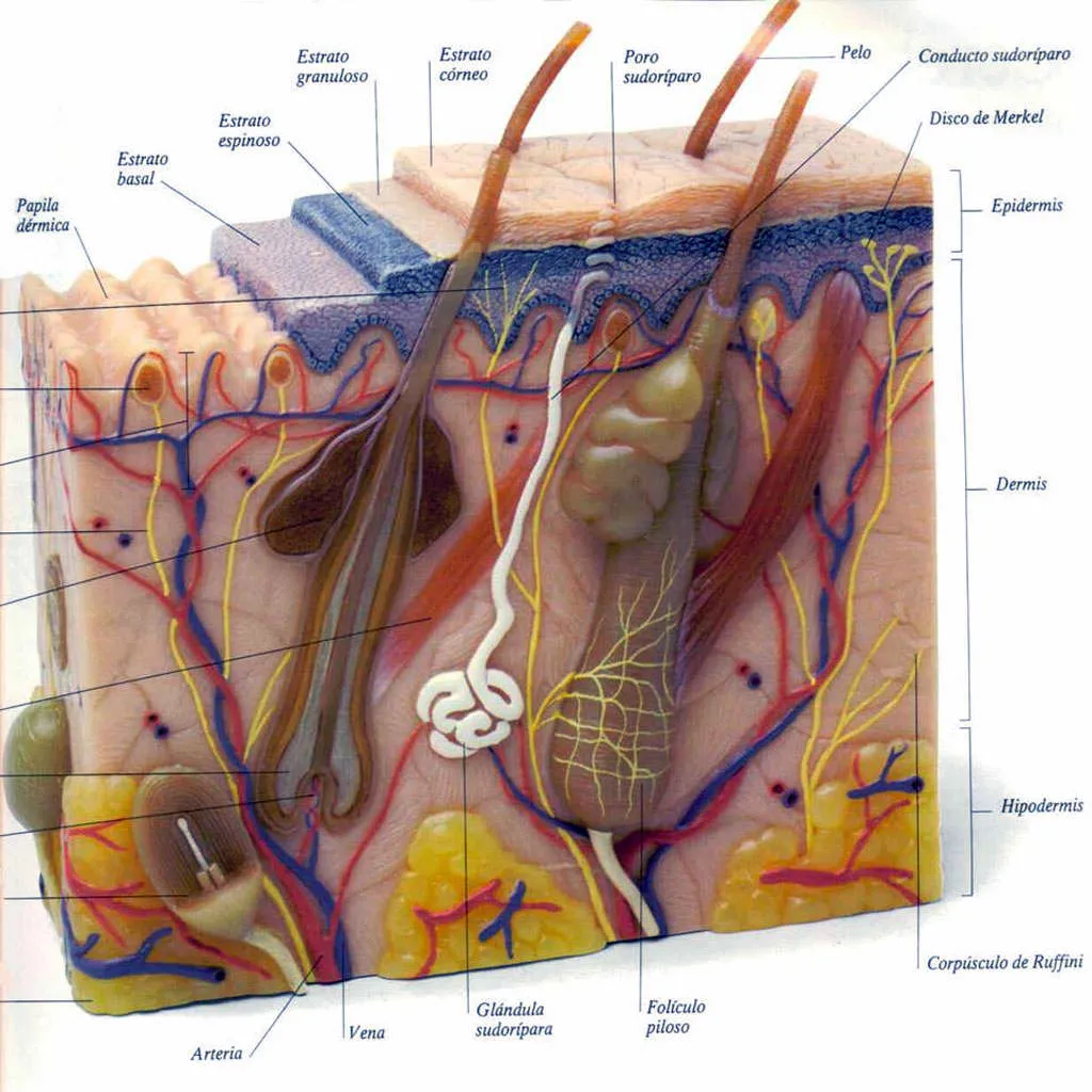 partes piel | AlucinaMedicina