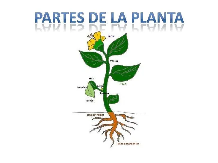 Partes de la planta