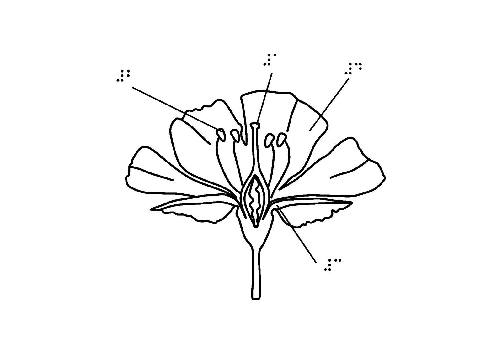 Partes de la planta para colorear y completar - Imagui