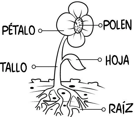 Partes de la planta para colorear para niños de preescolar - Imagui