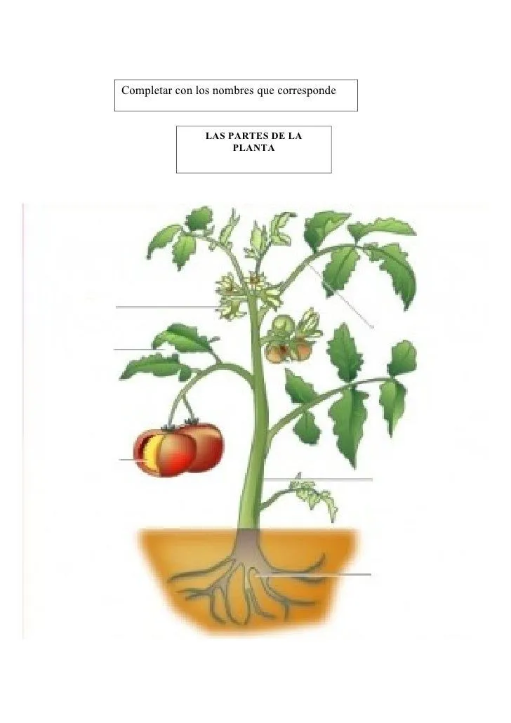 Partes de una planta para completar - Imagui