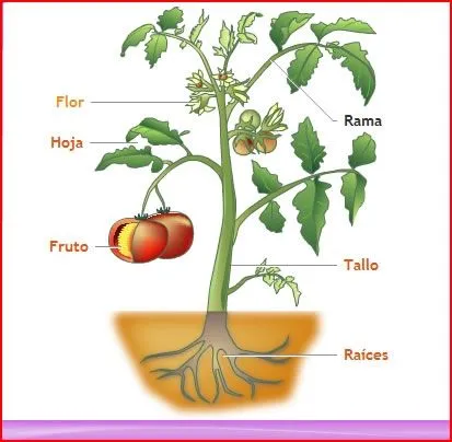 Partes de una planta y sus funciones para niños - Imagui