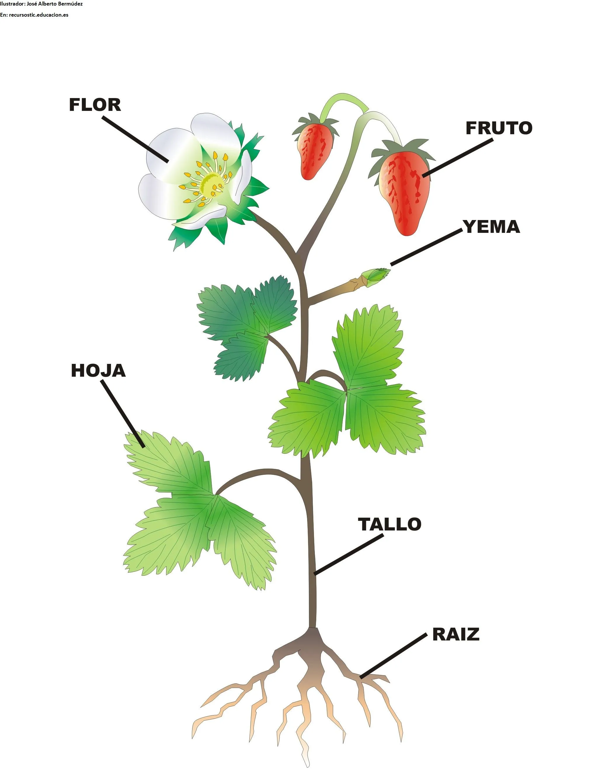 Partes de una planta con flor - Currículum en línea. MINEDUC ...