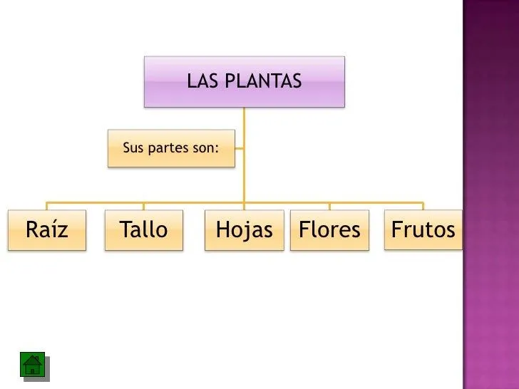 Las partes de la planta y sus funciones