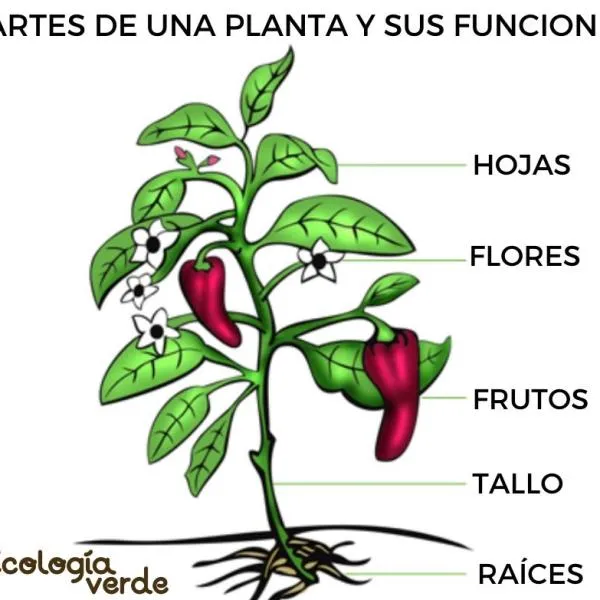 5 PARTES de una PLANTA y sus FUNCIONES - Esquemas y VÍDEO