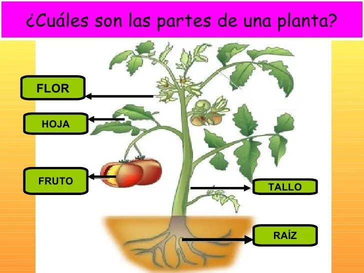 Partes de la planta | Informática Educativa