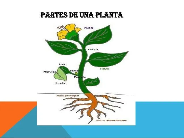 Partes de una planta en inglés - Imagui