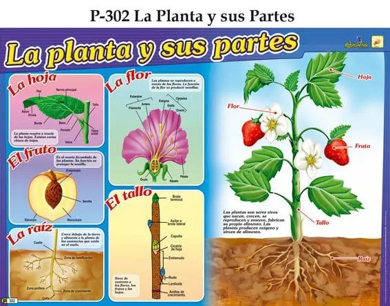 Que son las plantas y sus partes para niños - Imagui