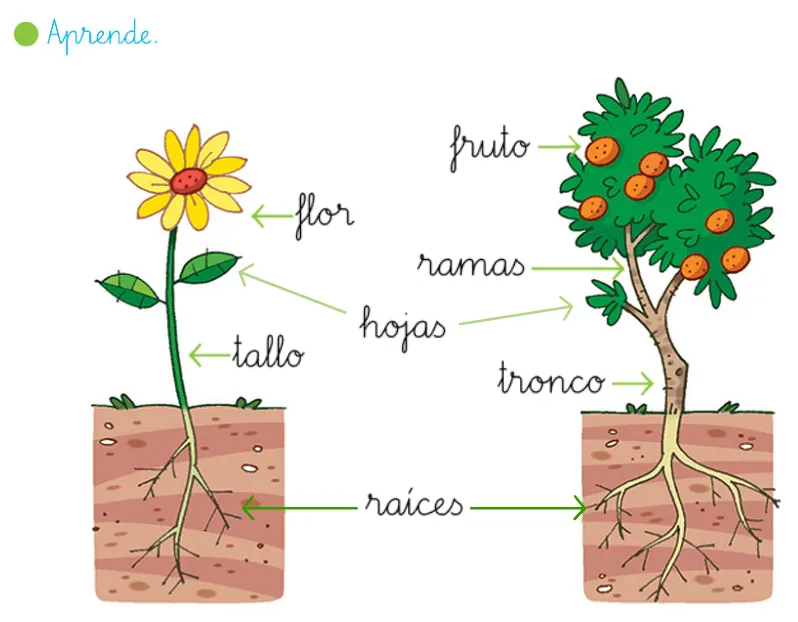 La planta y sus partes para niños de primaria - Imagui