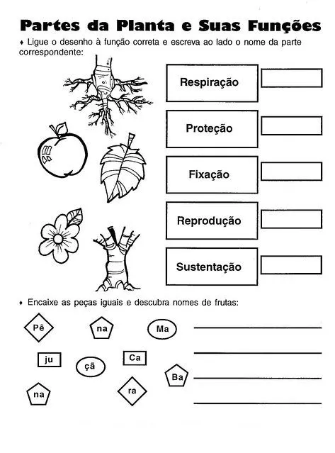 Partes da planta e suas funções | Flickr - Photo Sharing!