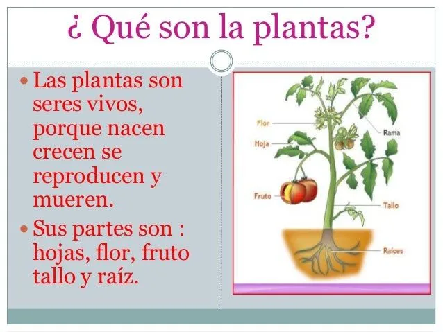 Las partes de la plantas. para alumnos de 3º grado de primaria