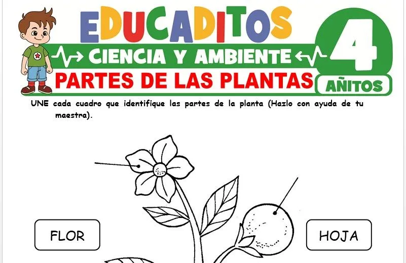 Partes de las Plantas para Niños de 4 Años » Educaditos.com