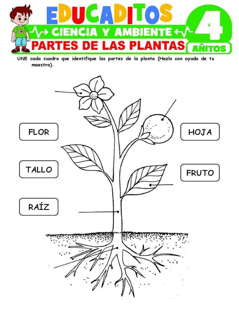 Partes de Las Plantas para Ninos de 4 Anos | PDF