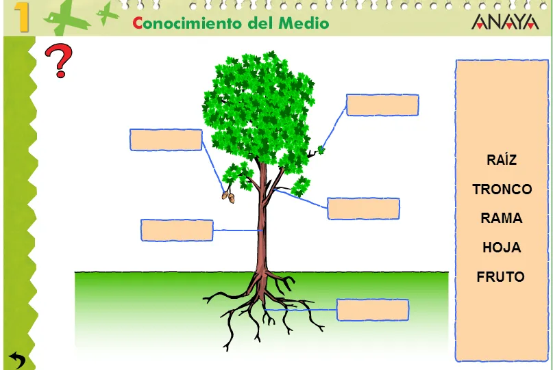 Partes de las plantas sin nombres - Imagui