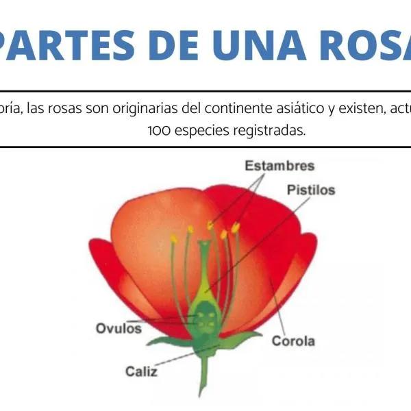 Las PARTES de una ROSA y sus FUNCIONES - [con IMÁGENES!!]