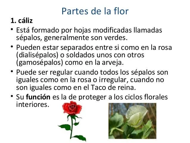 Partes de una rosa y sus funciones - Imagui