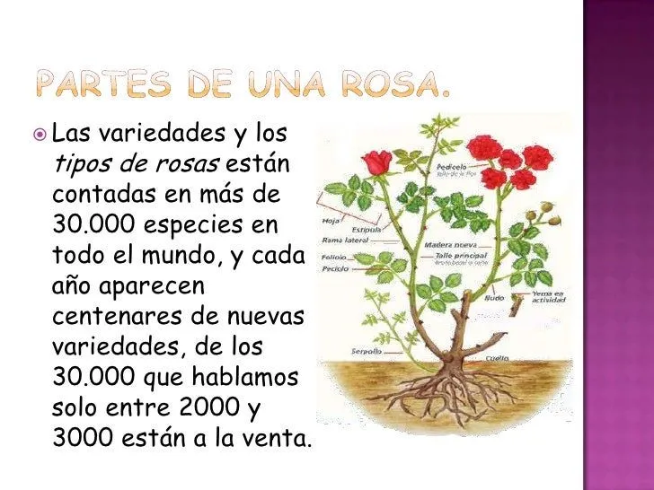 Partes de una rosa - Imagui