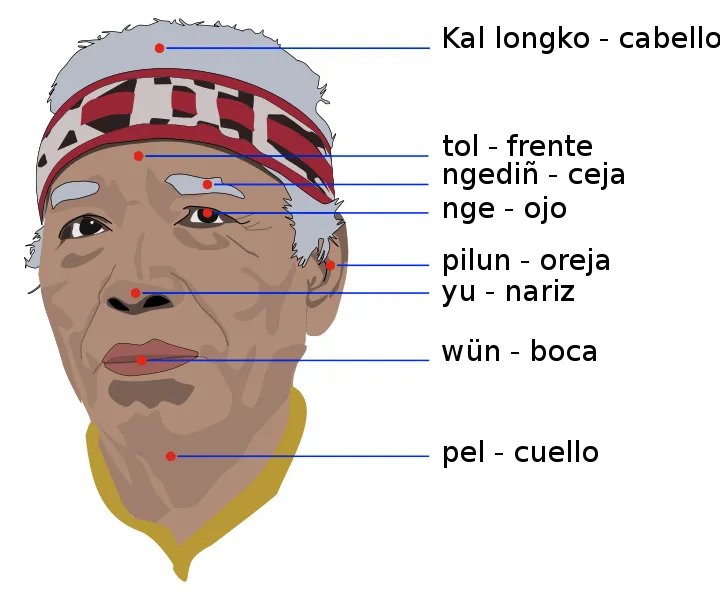 La Mansión de las Lenguas: El Mapuche. Mapu=tierra ; Che=