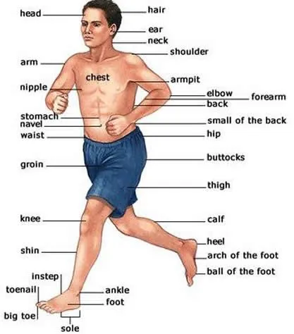 Parts of the human body parts learning English body parts words