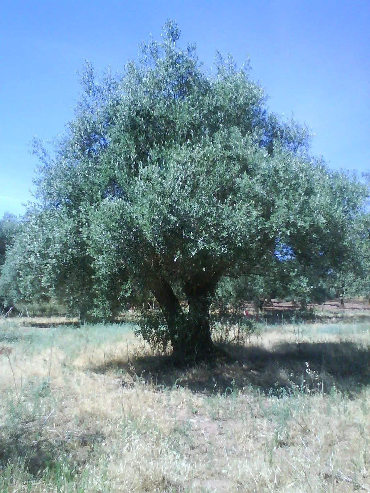 Pasear por Hinojales: OLIVO: Nombre científico “Olea Europaea”