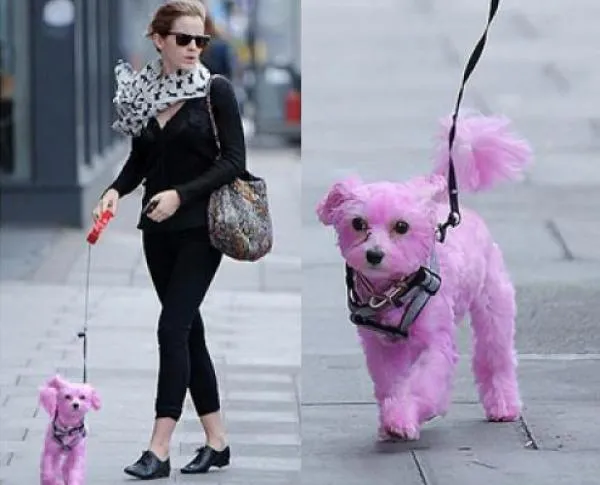 Pasear con un perro de colores o contratar una médium para ...