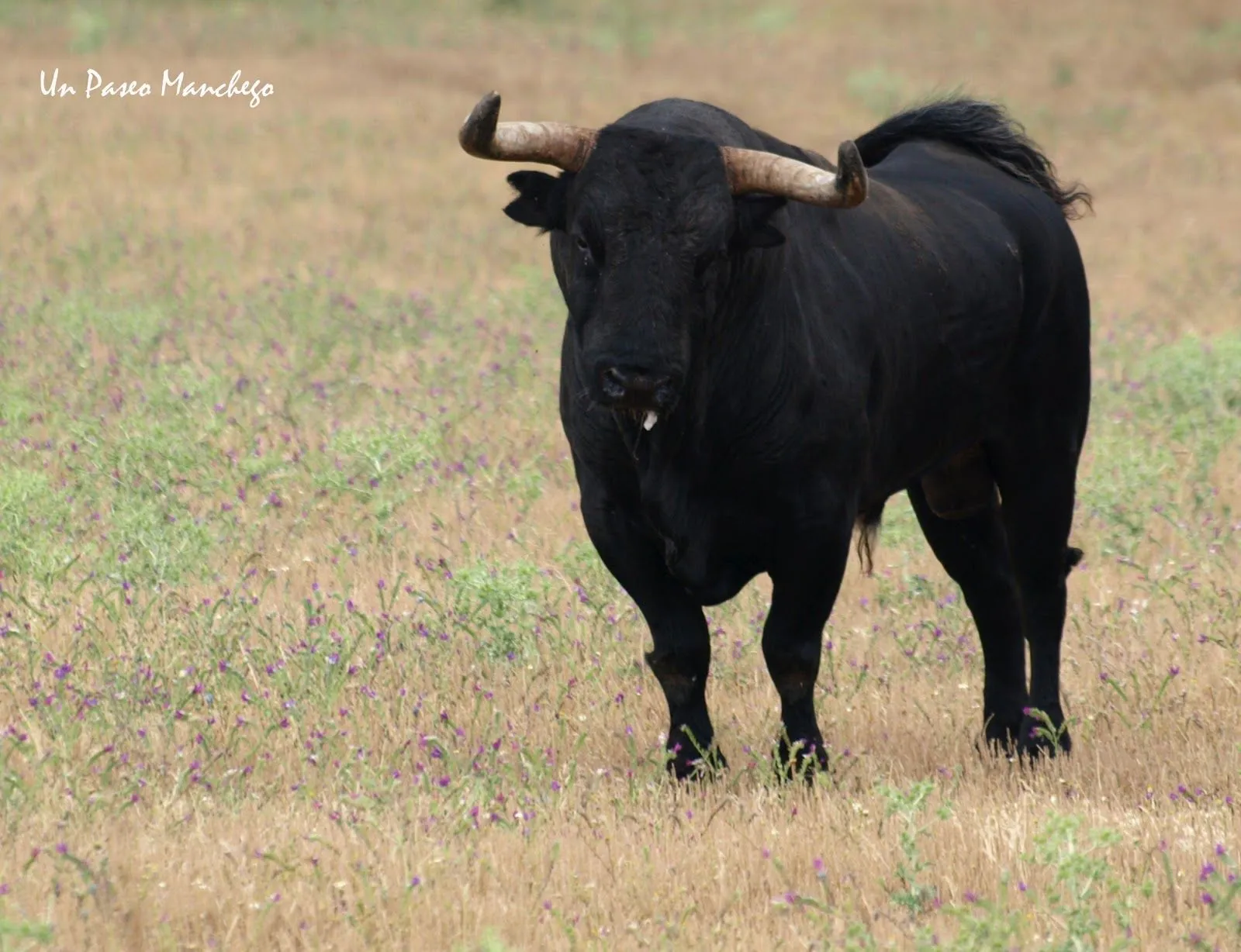 Un Paseo Manchego: Coger el toro por los cuernos.