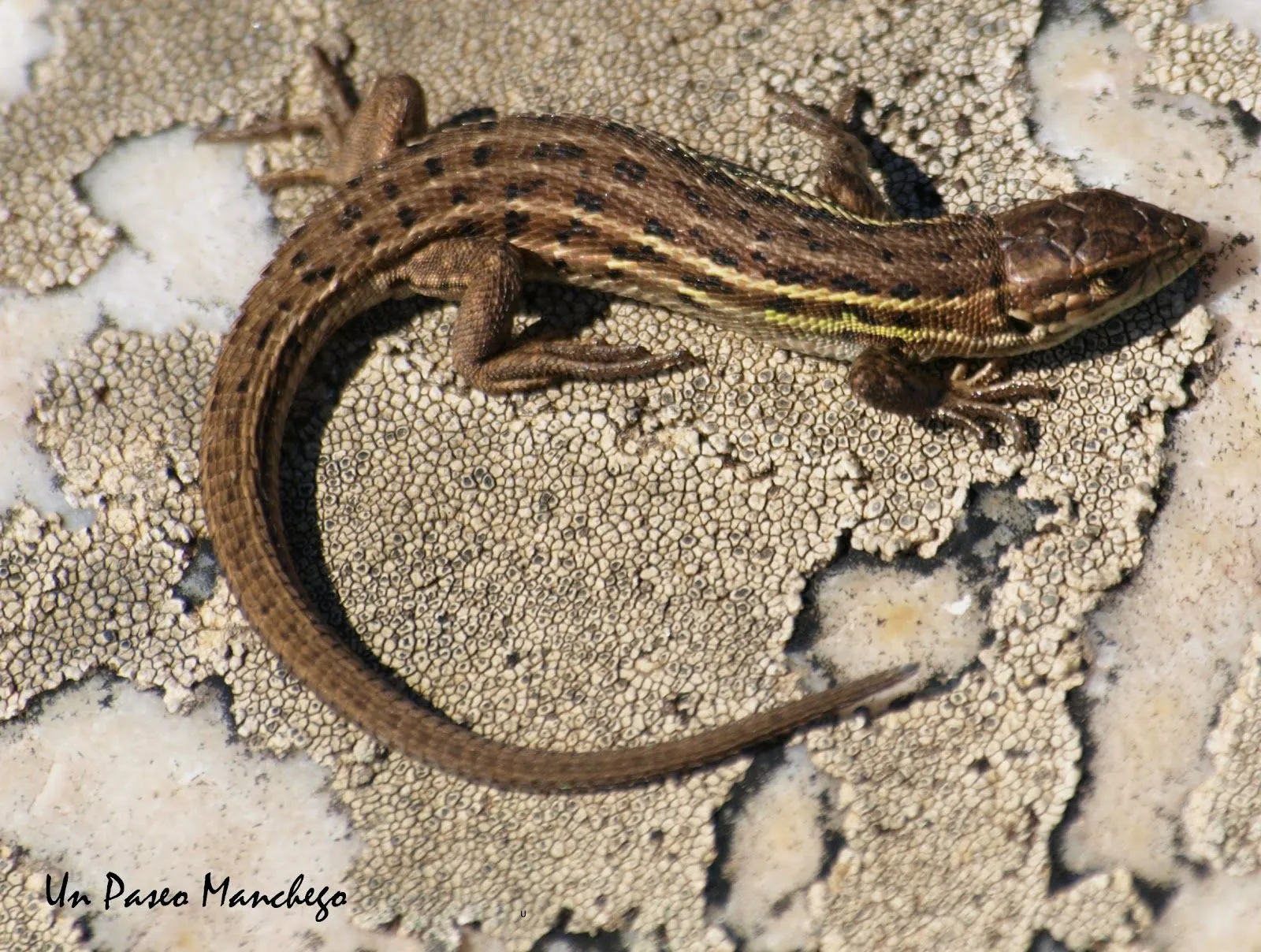 Un Paseo Manchego: Lagartija Cenicienta; Psammodromus hispanicus.