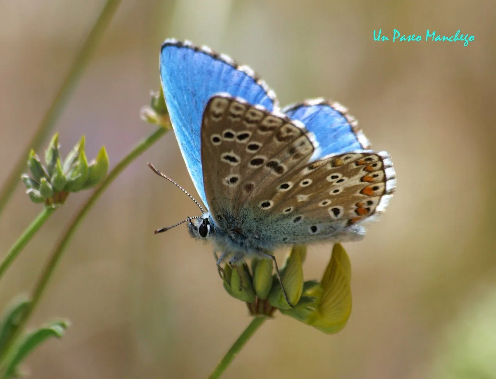 Un Paseo Manchego: Mariposa Niña Celeste; Polyommatus bellargus.