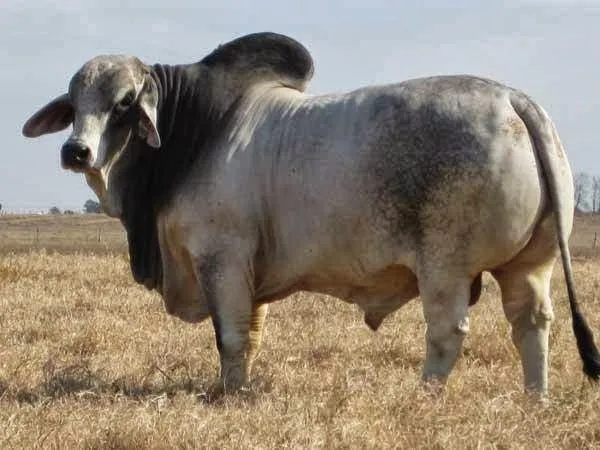 LA PASIÓN POR EL #CEBÚ: CUANTOS TOROS BRAHMAN CONOCES???HOW MANY ...