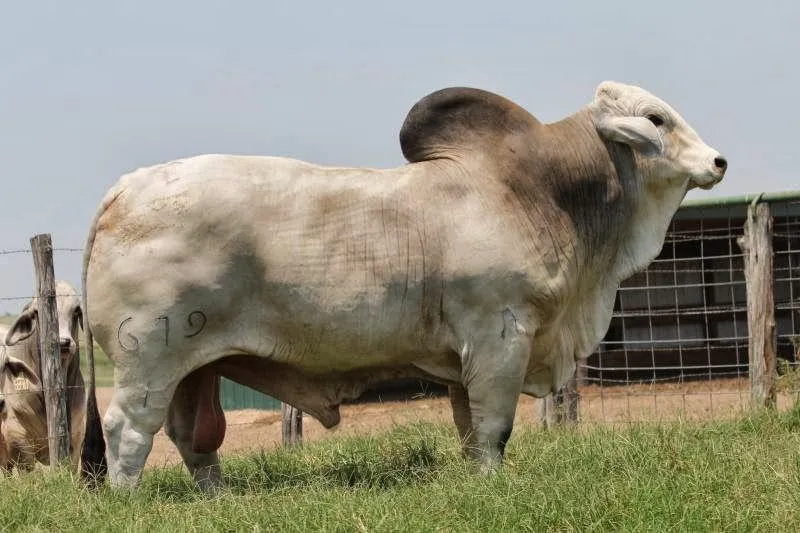 LA PASIÓN POR EL #CEBÚ: CUANTOS TOROS BRAHMAN CONOCES???HOW MANY ...