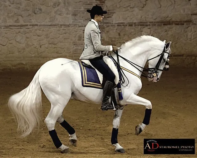 Pasión y Duende del Caballo Andaluz | Flickr - Photo Sharing!