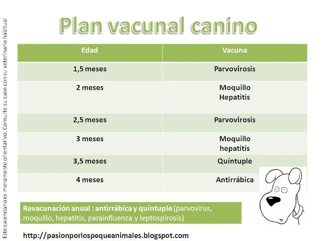 Pasión por los pequeños animales: Plan vacunal canino