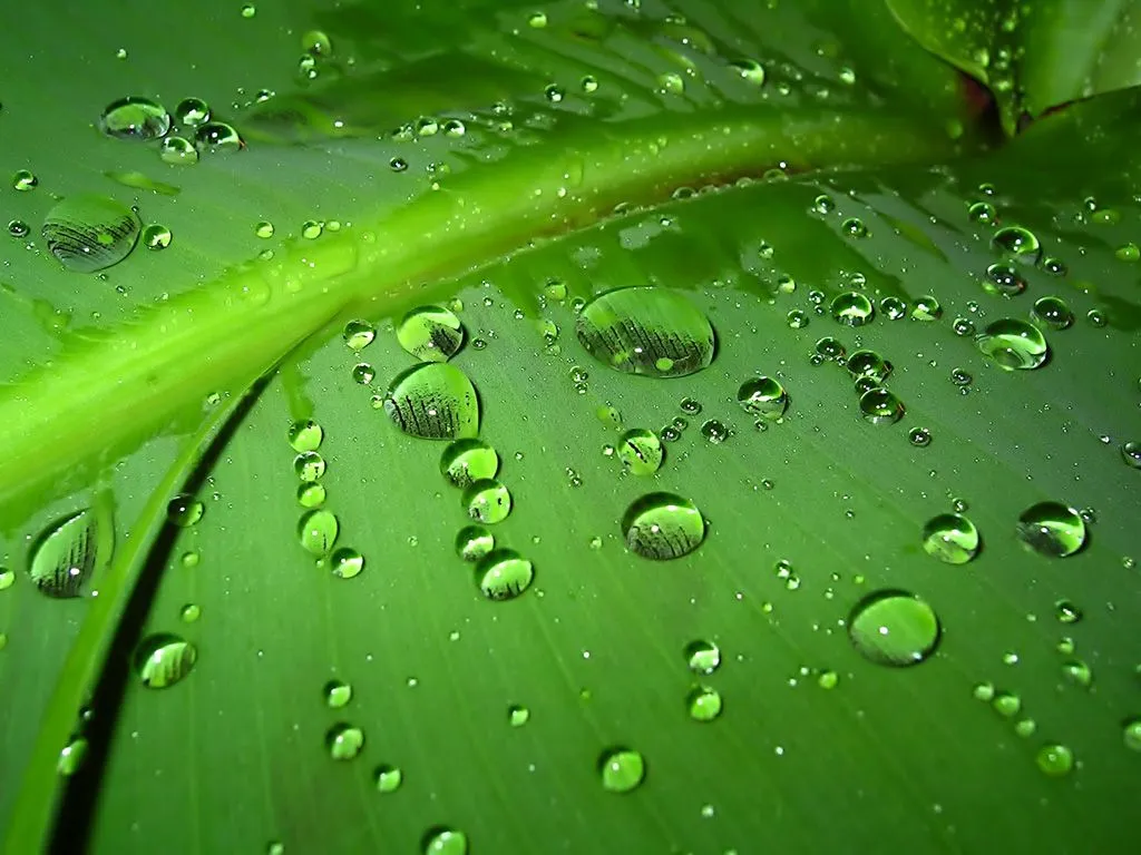 pasto agua y gotas